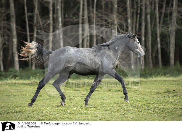 trotting Trakehner / VJ-02668
