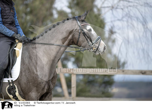riding a Trakehner / VJ-03383
