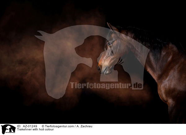 Trakehner with holi colour / AZ-01249