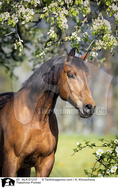 Trakehner Portrait / ALK-01237