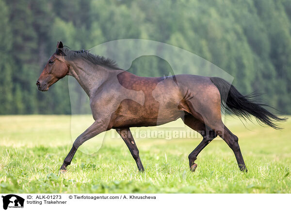 trotting Trakehner / ALK-01273