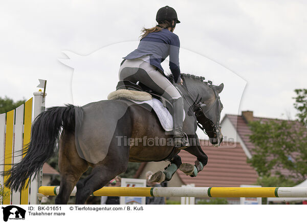 Trakehner mare / BK-01651