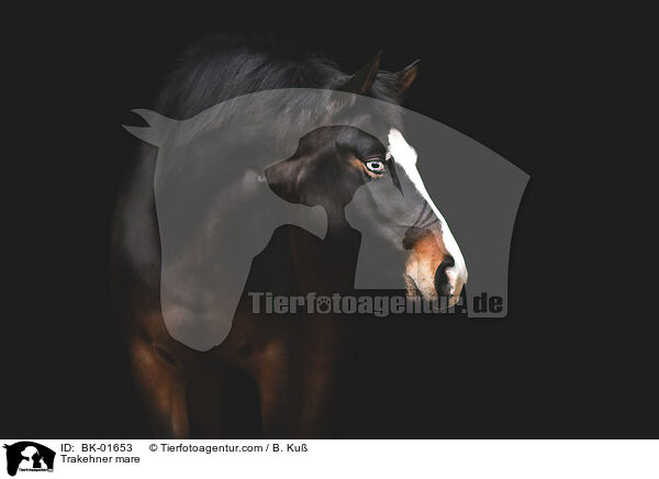 Trakehner mare / BK-01653
