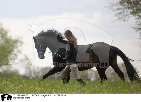 Trakehner Stute / Trakehner mare / BK-01660