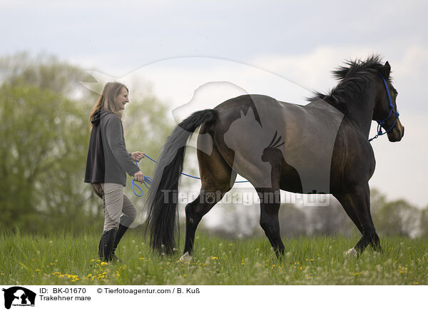 Trakehner Stute / Trakehner mare / BK-01670