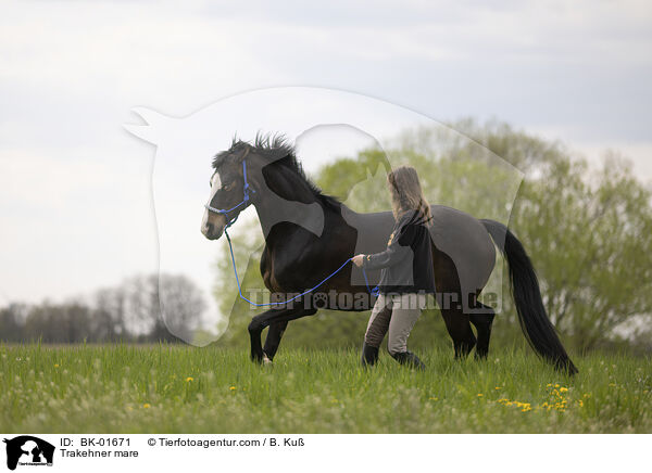 Trakehner mare / BK-01671