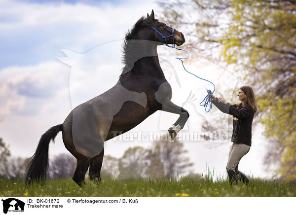 Trakehner Stute / Trakehner mare / BK-01672