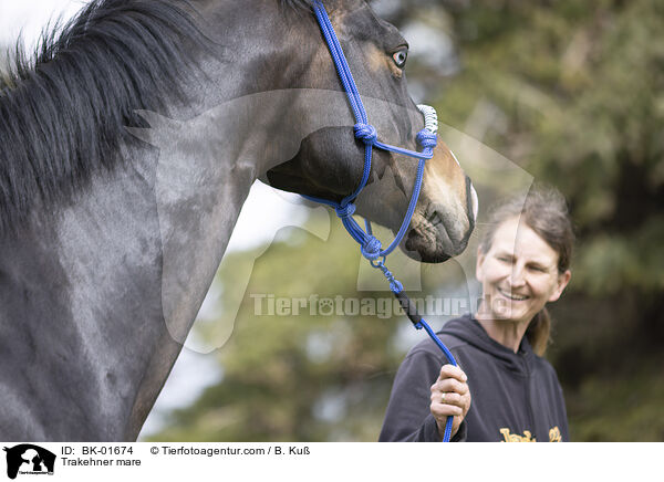 Trakehner mare / BK-01674