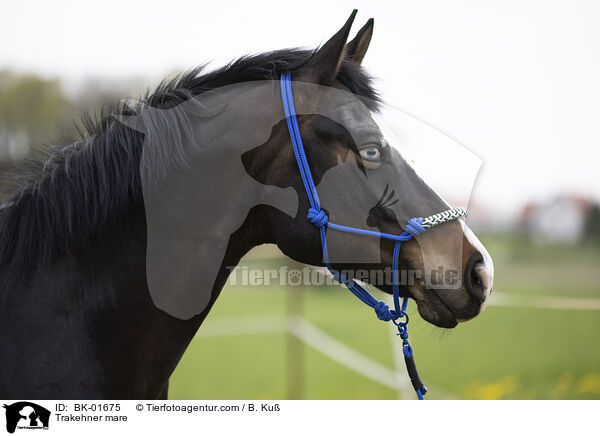 Trakehner mare / BK-01675