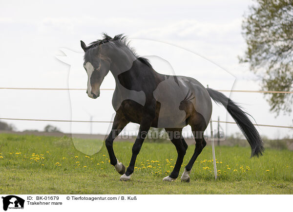 Trakehner mare / BK-01679