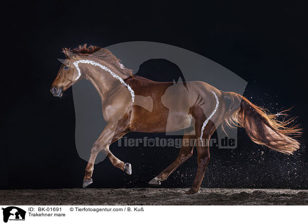 Trakehner Stute / Trakehner mare / BK-01691