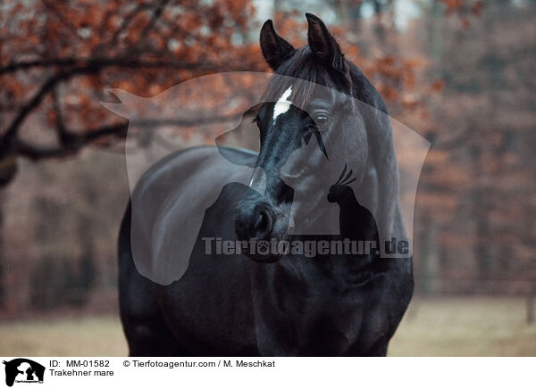Trakehner mare / MM-01582