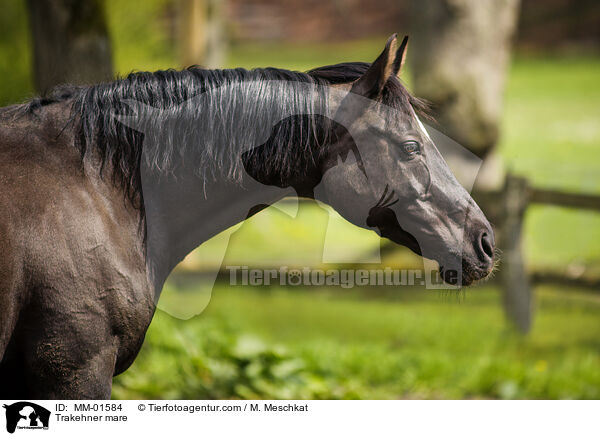 Trakehner mare / MM-01584