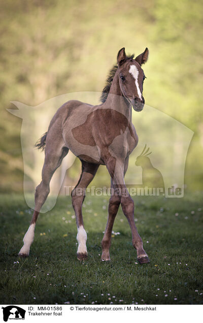 Trakehner foal / MM-01586