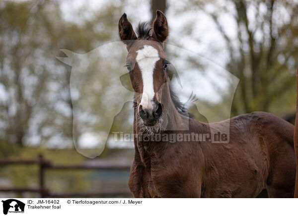 Trakehner foal / JM-16402