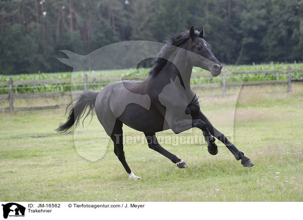 Trakehner / JM-16562