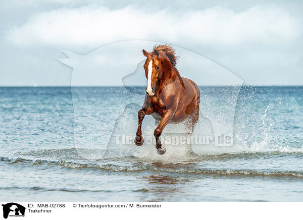 Trakehner / MAB-02788