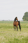 Trakehner
