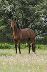 Trakehner