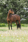 Trakehner