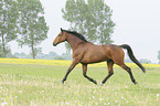 trotting Trakehner