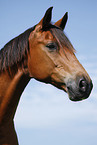 Trakehner Portrait