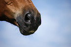horse mouth