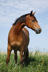 standing Trakehner