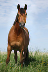 standing Trakehner