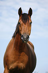 Trakehner Portrait