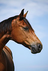 Trakehner Portrait
