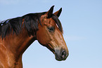 Trakehner Portrait