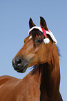 Trakehner with Santa hat