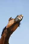 Trakehner Portrait