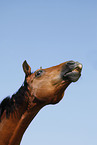 Trakehner Portrait