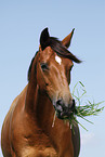 Trakehner Portrait