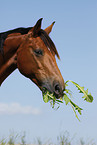 Trakehner Portrait