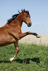 rearing Trakehner