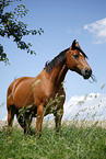 standing Trakehner