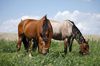 Trakehner and Quarter Horse