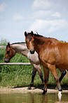 Trakehner and Quarter Horse