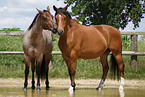 Trakehner and Quarter Horse