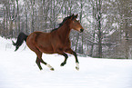 running Trakehner