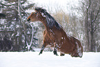 Trakehner