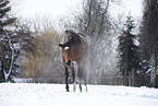 Trakehner