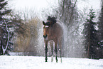 Trakehner