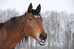 Trakehner Portrait