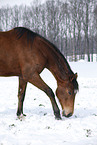 Trakehner