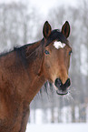 Trakehner Portrait