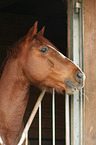 Trakehner Portrait
